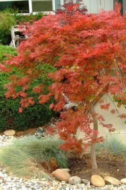Orangeola Weeping Japanese Maple - 3 Gallon Pot (1.5-2') -Garden Plants Japanese Maple Orangeola 1 1