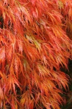 Garden Plants 15 Orangeola Weeping Japanese Maple - 3 Gallon Pot (1.5-2')