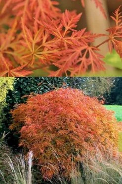 Orangeola Weeping Japanese Maple - 3 Gallon Pot (1.5-2') -Garden Plants Japanese Maple Orangeola 3 1