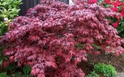 Oregon Sunset Japanese Maple (Acer Palmatum) - 3 Gallon Pot -Garden Plants Japanese Maple Oregon Sunset 4 1