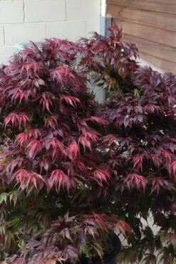 Oregon Sunset Japanese Maple (Acer Palmatum) - 2 Gallon Pot -Garden Plants Japanese Maple Oregon Sunset 5