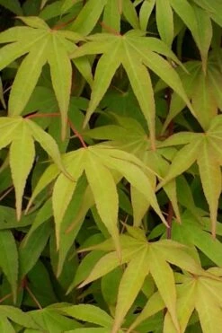 Osakazuki Japanese Maple - 2 Gallon Pot -Garden Plants Japanese Maple Osakazuki 5 2
