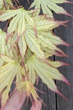 Peaches And Cream Japanese Maple - 5 Gallon Pot -Garden Plants Japanese Maple Peaches And Cream 1
