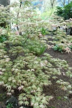 Peaches And Cream Japanese Maple - 5 Gallon Pot -Garden Plants Japanese Maple Peaches And Cream 3