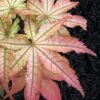Peaches And Cream Japanese Maple - 5 Gallon Pot