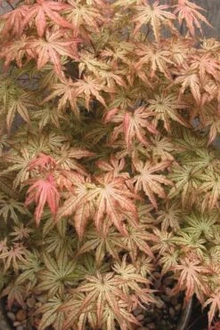 Peaches And Cream Japanese Maple - 5 Gallon Pot -Garden Plants Japanese Maple Peaches And Cream 8