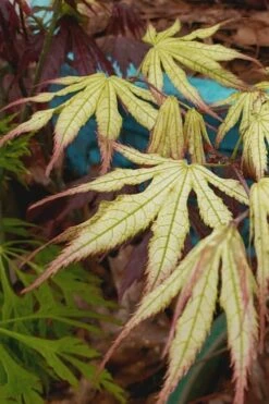 Peaches And Cream Japanese Maple - 5 Gallon Pot -Garden Plants Japanese Maple Peaches And Cream 9