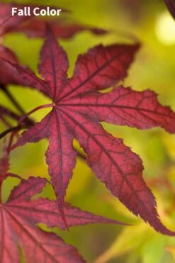 Purple Ghost Japanese Maple - 3 Gallon Pot -Garden Plants Japanese Maple Purple Ghost 3