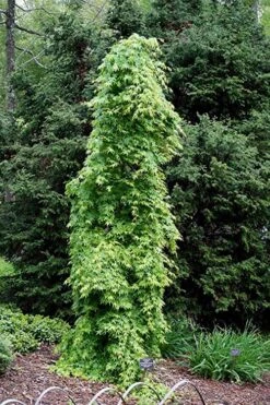 Ryusen Weeping Japanese Maple - 3 Gallon Pot 14 Ryusen Weeping Japanese Maple - 3 Gallon Pot -Garden Plants Japanese Maple Ryusen 1 1