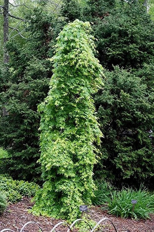 Ryusen Weeping Japanese Maple - 3 Gallon Pot 7 Ryusen Weeping Japanese Maple - 3 Gallon Pot - Image 7