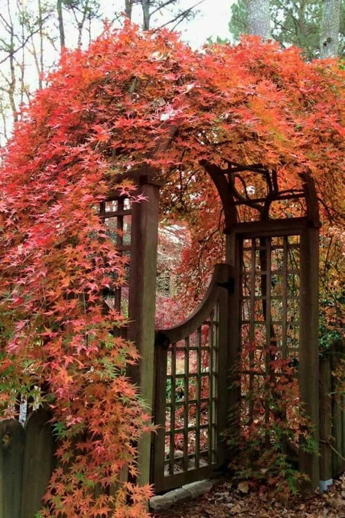 Ryusen Weeping Japanese Maple - 3 Gallon Pot 4 Ryusen Weeping Japanese Maple - 3 Gallon Pot - Image 4