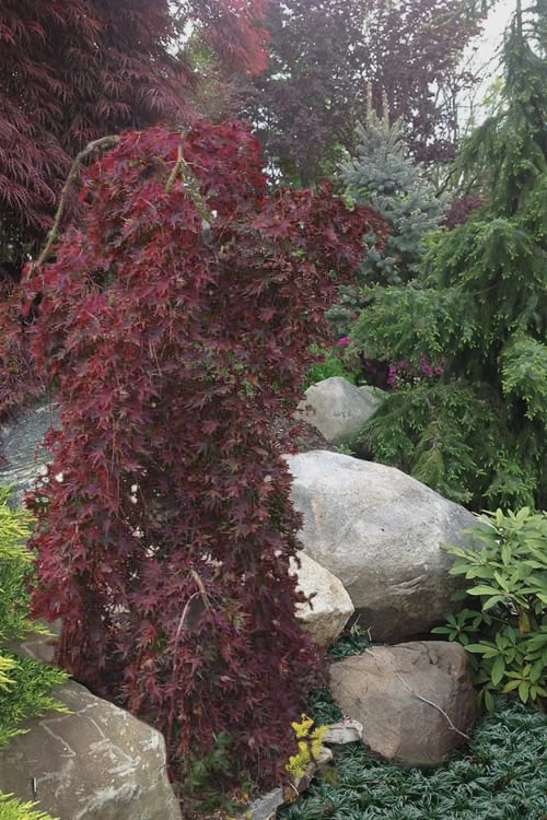 Ryusen Weeping Japanese Maple - 3 Gallon Pot 5 Ryusen Weeping Japanese Maple - 3 Gallon Pot - Image 5