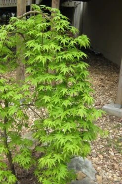 Ryusen Weeping Japanese Maple - 1 Gallon Pot -Garden Plants Japanese Maple Ryusen 6