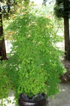 Ryusen Weeping Japanese Maple - 3 Gallon Pot 15 Ryusen Weeping Japanese Maple - 3 Gallon Pot -Garden Plants Japanese Maple Ryusen 8 1