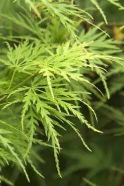 Seiryu Japanese Maple - 3 Gallon Pot -Garden Plants Japanese Maple Seiryu 22 1