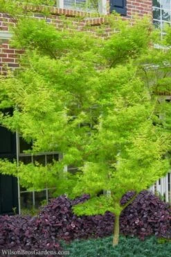 Seiryu Japanese Maple - 5 Gallon Pot -Garden Plants Japanese Maple Seiryu 23 2