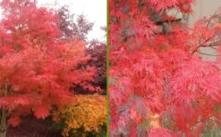 Seiryu Japanese Maple - 5 Gallon Pot -Garden Plants Japanese Maple Seiryu Fall Color 2