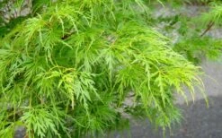 Seiryu Japanese Maple - 2 Gallon Pot -Garden Plants Japanese Maple Seiryu Spring Color