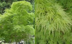 Seiryu Japanese Maple - 2 Gallon Pot -Garden Plants Japanese Maple Seiryu Summer Color