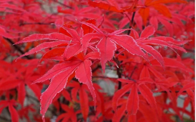 Shirazz Japanese Maple - 5 Gallon Pot (2-3') 7 Shirazz Japanese Maple - 5 Gallon Pot (2-3') - Image 7