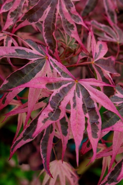 Shirazz Japanese Maple - 5 Gallon Pot (2-3') 1 Shirazz Japanese Maple - 5 Gallon Pot (2-3')
