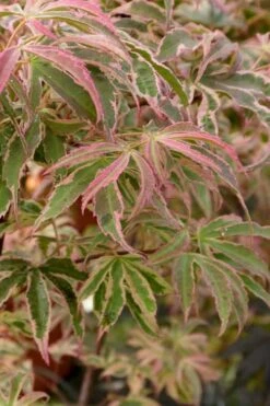 Shirazz Japanese Maple - 5 Gallon Pot (2-3') 12 Shirazz Japanese Maple - 5 Gallon Pot (2-3') -Garden Plants Japanese Maple Shirazz 13