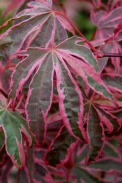 Shirazz Japanese Maple - 5 Gallon Pot (2-3') 11 Shirazz Japanese Maple - 5 Gallon Pot (2-3') -Garden Plants Japanese Maple Shirazz 6
