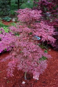 Shirazz Japanese Maple - 5 Gallon Pot (2-3') 10 Shirazz Japanese Maple - 5 Gallon Pot (2-3') -Garden Plants Japanese Maple Shirazz 7