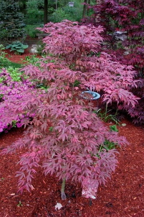 Shirazz Japanese Maple - 5 Gallon Pot (2-3') 4 Shirazz Japanese Maple - 5 Gallon Pot (2-3') - Image 4