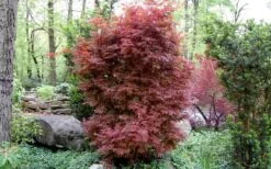 Skeeter's Broom Japanese Maple - 2 Gallon Pot 10 Skeeter's Broom Japanese Maple - 2 Gallon Pot -Garden Plants Japanese Maple Skeeters Broom 1
