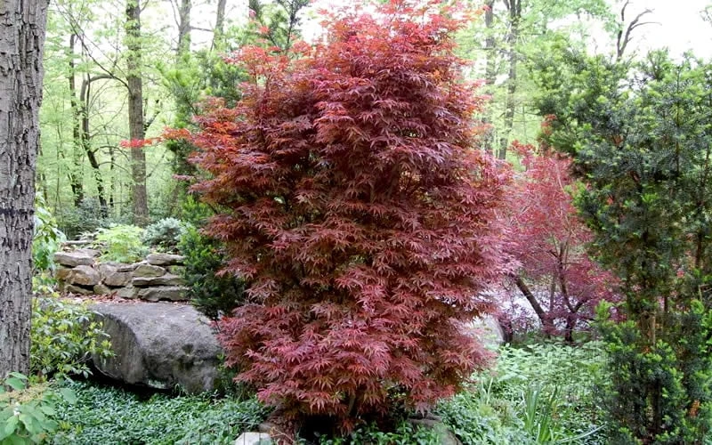 Skeeter's Broom Japanese Maple - 2 Gallon Pot 4 Skeeter's Broom Japanese Maple - 2 Gallon Pot - Image 4