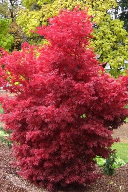Skeeter's Broom Japanese Maple - 2 Gallon Pot 1 Skeeter's Broom Japanese Maple - 2 Gallon Pot