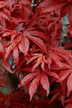 Skeeter's Broom Japanese Maple - 2 Gallon Pot 11 Skeeter's Broom Japanese Maple - 2 Gallon Pot -Garden Plants Japanese Maple Skeeters Broom 6 1