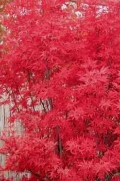 Skeeter's Broom Japanese Maple - 2 Gallon Pot 13 Skeeter's Broom Japanese Maple - 2 Gallon Pot -Garden Plants Japanese Maple Skeeters Broom 7 1