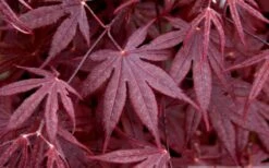 Bloodgood Red Leaf Japanese Maple - 1 Gallon Pot -Garden Plants Japanese Maple Spring Foliage