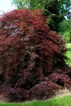 Tamukeyama Dwarf Red Japanese Maple (High Graft Tree Form)- 3 Gallon Pot -Garden Plants Japanese Maple Tamukeyama 10