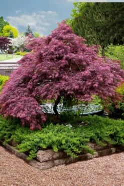 Tamukeyama Dwarf Red Japanese Maple (High Graft Tree Form)- 3 Gallon Pot -Garden Plants Japanese Maple Tamukeyama 11