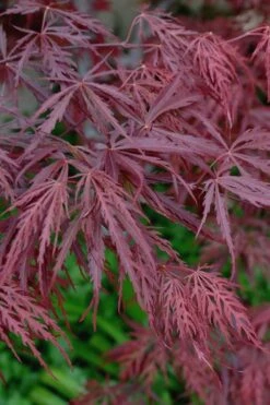 Tamukeyama Dwarf Red Japanese Maple (High Graft Tree Form)- 3 Gallon Pot -Garden Plants Japanese Maple Tamukeyama 13