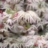 Ukigumo Floating Cloud Ghost Japanese Maple - 7 Gallon Pot