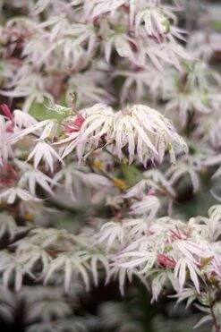 Garden Plants 13 Ukigumo Floating Cloud Ghost Japanese Maple - 7 Gallon Pot