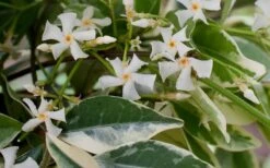 Variegated Confederate Jasmine - Trachelospermum Jasminoides - 3 Gallon Pot -Garden Plants Jasmine Confederate Variegated Flowers
