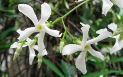 Confederate Jasmine Vine (Trachelospermum Jasminoides) - 6 Pack Of 1 Gallon Pots -Garden Plants Jasmine Confederate Vine