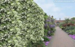 Variegated Confederate Jasmine - Trachelospermum Jasminoides - 6 Pack Of 1 Gallon Pots -Garden Plants Jasmine Variegated Confederate 11 1