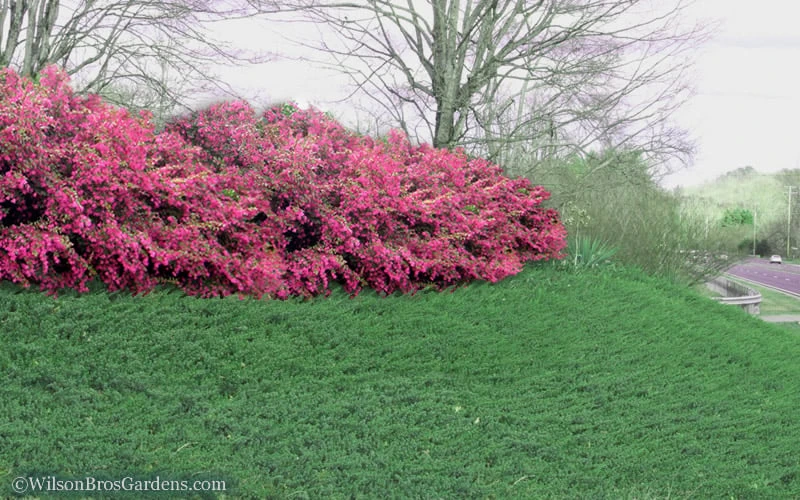 Blue Pacific Juniper - 6-Pack Of 1 Gallon Pots 5 Blue Pacific Juniper - 6-Pack Of 1 Gallon Pots - Image 5