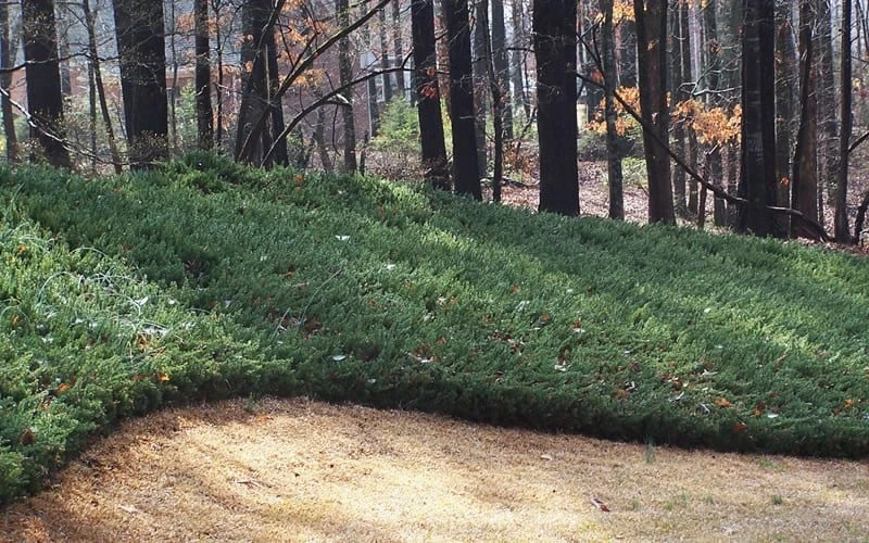 Blue Pacific Juniper - 2 Gallon Pot 4 Blue Pacific Juniper - 2 Gallon Pot - Image 4
