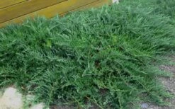 Blue Sargent Juniper - 3 Gallon Pot 8 Blue Sargent Juniper - 3 Gallon Pot -Garden Plants Juniper Blue Sargent Rev 1