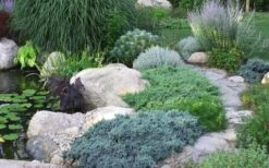 Blue Star Juniper - 6-Pack Of 1 Gallon Pots -Garden Plants Juniper Blue Star 14