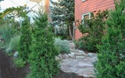 Hetzi Columnar Juniper - 7 Gallon Pot (4-5') -Garden Plants Juniper Hetzi Columnar Landscape