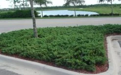 Parsons Juniper - Juniperus Davurica 'Parsonii' - 1 Gallon Pot -Garden Plants Juniper Parsons 5