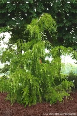 Weeping Virginia Juniper - Juniperus Virginiana 'Pendula' - 1 Gallon Pot -Garden Plants Juniper Virginia Weeping